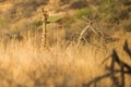 Giraffe walking through high grass South Africa Royalty Free Stock Photo