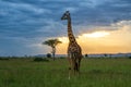 Giraffe walking in the Masai Mara National Park Royalty Free Stock Photo