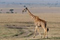 Giraffe walking in the Masai Mara National Park in Kenya Royalty Free Stock Photo