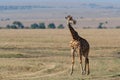Giraffe walking in the Masai Mara National Park in Kenya Royalty Free Stock Photo