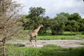 Giraffe walking in the middle of an African Wildlife reserve