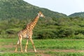 Giraffe walking in Mkuze Falls Game Reserve