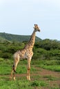 Giraffe walking in Mkuze Falls Game Reserve