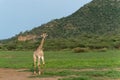 Giraffe walking in Mkuze Falls Game Reserve