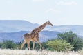 Giraffe walking across the savannah Royalty Free Stock Photo