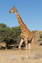 Giraffe walking in natural habitat Royalty Free Stock Photo