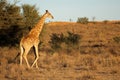 A giraffe walking in natural habitat, Kalahari desert, South Africa Royalty Free Stock Photo
