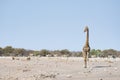 Giraffe walking near lions lying down on the ground. Wildlife safari in the Etosha National Park, main tourist attraction in Namib Royalty Free Stock Photo