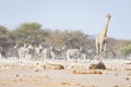 Giraffe walking near lions lying down on the ground. Wildlife safari in the Etosha National Park, main tourist attraction in Namib Royalty Free Stock Photo