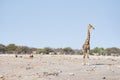 Giraffe walking near lions lying down on the ground. Wildlife safari in the Etosha National Park, main tourist attraction in Namib Royalty Free Stock Photo