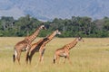 Giraffe walking in the Masai Mara National Park in Kenya Royalty Free Stock Photo