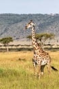 Giraffe walking in the Masai Mara National Park in Kenya Royalty Free Stock Photo