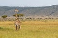 Giraffe walking in the Masai Mara National Park in Kenya Royalty Free Stock Photo