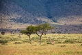 Giraffe walking in the Masai Mara National Park in Kenya Royalty Free Stock Photo