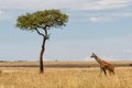 Giraffe walking in the Masai Mara National Park in Kenya Royalty Free Stock Photo