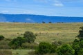 Giraffe walking in the savanna, Masai Mara National Park, Kenya, Africa Royalty Free Stock Photo