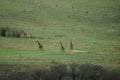 Giraffe walking in the savanna, Masai Mara National Park, Kenya, Africa Royalty Free Stock Photo