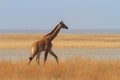 Giraffe walking in the Savannah Royalty Free Stock Photo