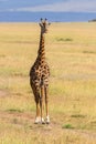 Giraffe walking on savannah in Masai Mara Royalty Free Stock Photo