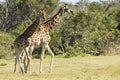 Giraffe walking through short grass Royalty Free Stock Photo