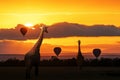 Giraffe Walking Into Sunrise in Africa Royalty Free Stock Photo