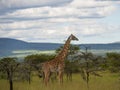 Giraffe walking to right with blurred background of landscape and trees Royalty Free Stock Photo