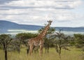 Giraffe walking to right facing camera Royalty Free Stock Photo