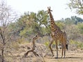 Giraffe walking towards waterhole at sunset. Wildlife Safari in Royalty Free Stock Photo