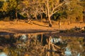 Giraffe walking towards waterhole at sunset. Wildlife Safari in the Mapungubwe National Park, South Africa. Scenic soft warm light Royalty Free Stock Photo