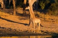 Giraffe walking towards waterhole at sunset. Wildlife Safari in the Mapungubwe National Park, South Africa. Scenic soft warm light Royalty Free Stock Photo