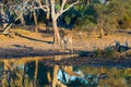 Giraffe walking towards waterhole at sunset. Wildlife Safari in the Mapungubwe National Park, South Africa. Scenic soft warm light