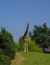 Giraffe walking in the woods across blue sky on sunny day. Wildlife nature. African nature Royalty Free Stock Photo