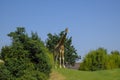 Giraffe walking in the woods across blue sky on sunny day. Wildlife nature. African nature Royalty Free Stock Photo