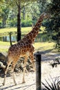 Giraffe Walks Away