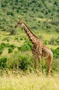 giraffe walks through the savanna and jungle