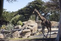 Giraffe walks through trees and rocks on a shaded path Royalty Free Stock Photo