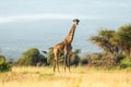 A giraffe walks among the trees in the savannah. Beautiful African landscape. Masai Mara kenya. giraffe in the wild Royalty Free Stock Photo