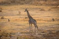 Giraffe and warthog in vlei, Matopos, Zimbabwe Royalty Free Stock Photo