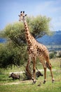 Giraffe Royalty Free Stock Photo