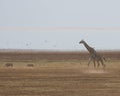 Giraffe and Warthogs Royalty Free Stock Photo