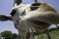 Giraffe at Bush Gardens, Florida