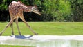 Giraffe & Water