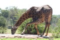 Giraffe at water hole