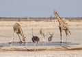 Giraffe At A Water Hole Royalty Free Stock Photo