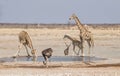 Giraffe At A Water Hole Royalty Free Stock Photo
