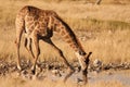 Giraffe on waterhole Royalty Free Stock Photo