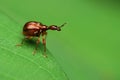 Giraffe weevil Royalty Free Stock Photo