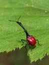 Giraffe weevil of Madagascar, close-up image