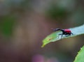 Giraffe weevil in Madagascar