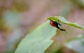 Giraffe weevil in Madagascar